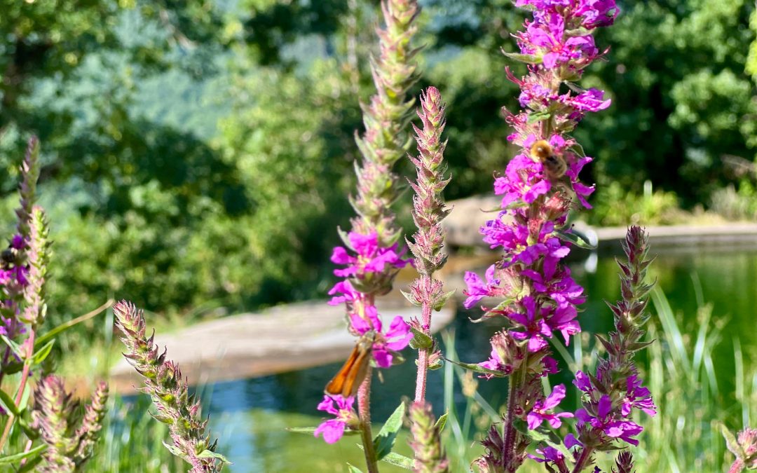 STAGE DU 5 AU 7 JUIN 2026